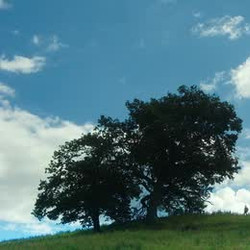 28.Years.Later.2025.BDRip.x264-KNiVES